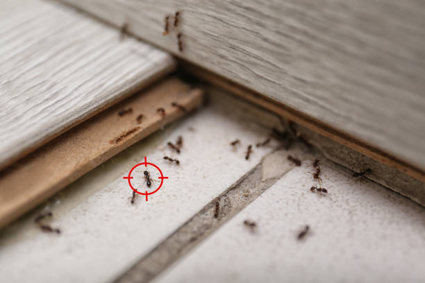Pest Prevention Services in Biltmore Forest, NC