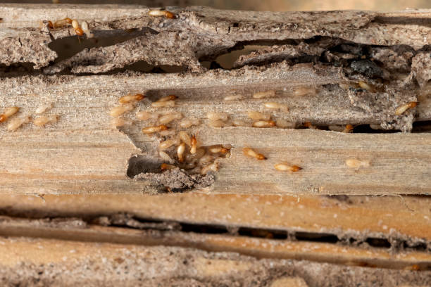 Reliable Biltmore Forest, NC Pest Control Solutions